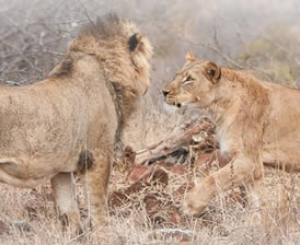 Lions at Amakhosi