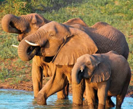 Elephants