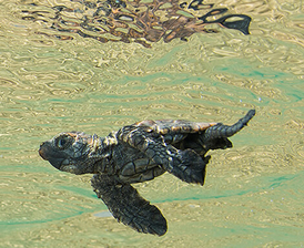 Rocktail Bay Turtles