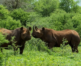 Rhinos at White Mountain Lodge